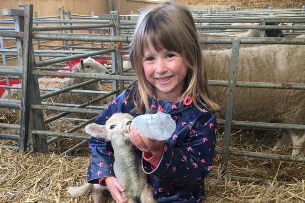 Young girl feeding lamb at Pantyderi farm